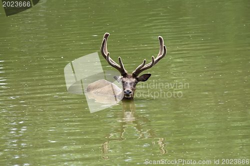 Image of Swiming stag