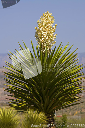 Image of  Cactus blossom 