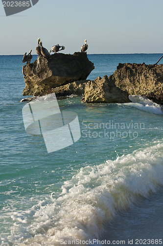 Image of Caribbean sea. Pelicans sitting on a rock 