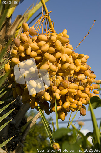 Image of  Dates palmtree