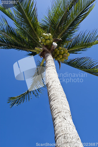 Image of Coconurt brunches on palm-tree