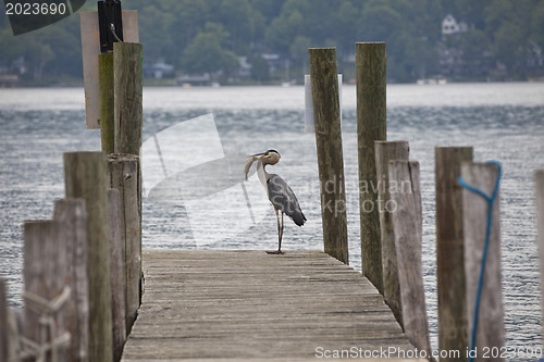 Image of Great Blue Heron- successful fishing