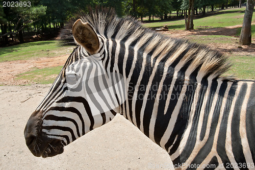 Image of Portrait of Zebra