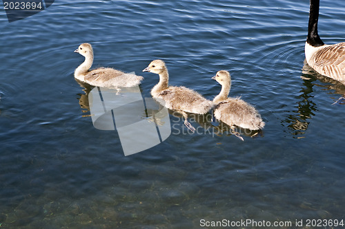 Image of Canadian Geese offspring