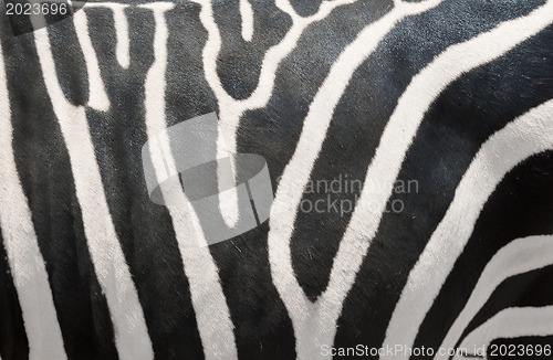Image of Zebras Stripes