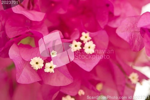 Image of Beautiful flowers of Israel
