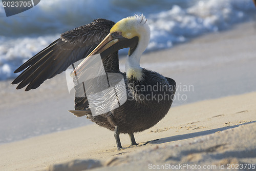 Image of Pelican is walking on a shore