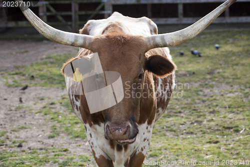 Image of Cow