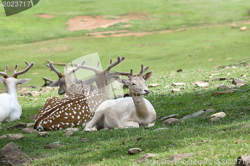 Image of Resting Sika deer family