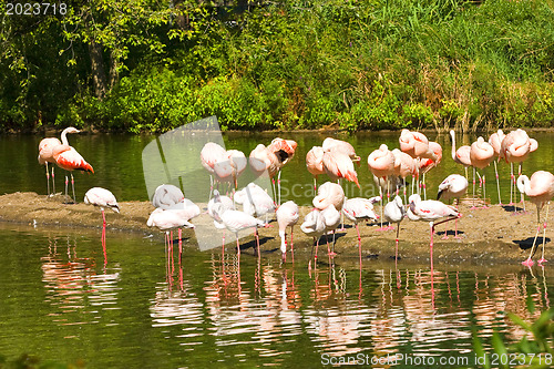 Image of Flamingos at Lake 