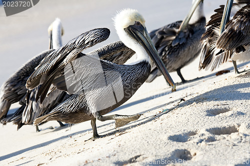 Image of Pelicans are walking on a shore