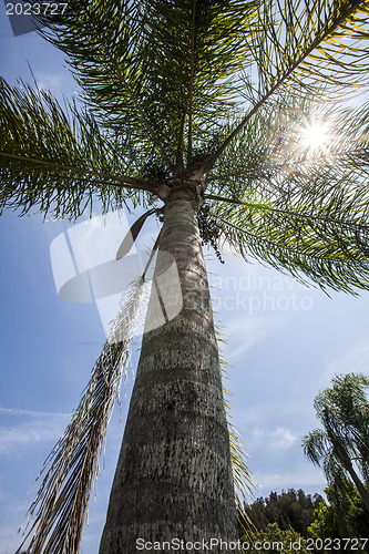 Image of palm tree 