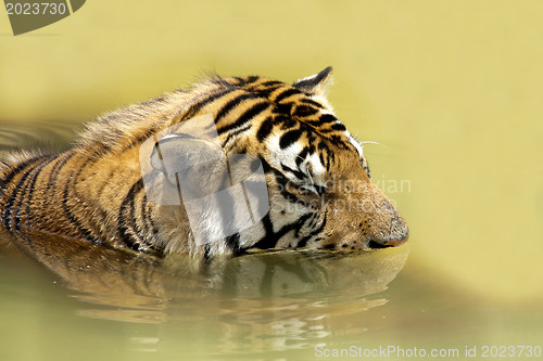 Image of Tiger