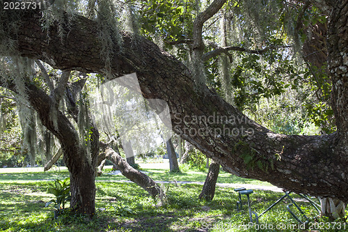 Image of Mysterious Spanish Moss