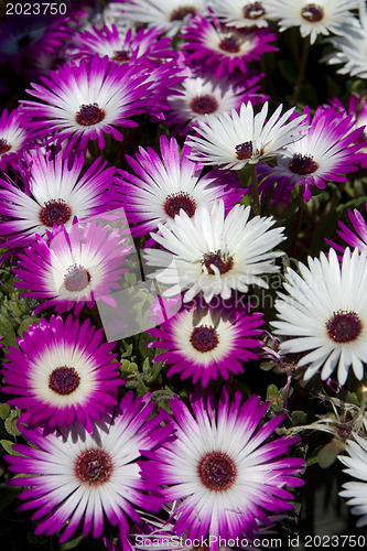 Image of daisys