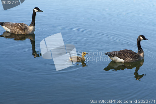 Image of Canadian Geese with baby