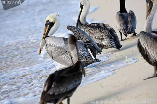 Image of Pelicans are walking on a shore