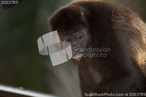 Image of Monkey is seaking for food