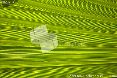 Image of Texture of palm leaves in natural light