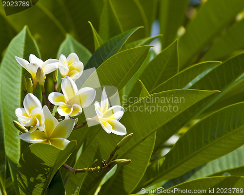 Image of Beautiful flowers of Israel,