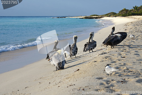Image of Pelicans are walking on a shore