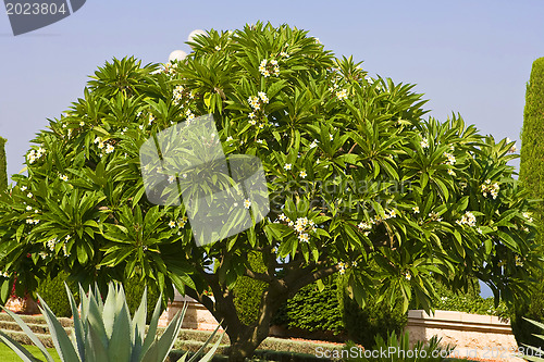 Image of Magnificent park near to center Bahai of religion