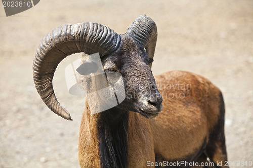 Image of ?ountain goat