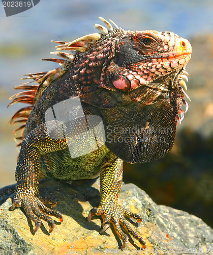 Image of Iguana