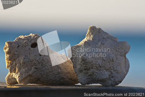 Image of Sea shells sitting on stand
