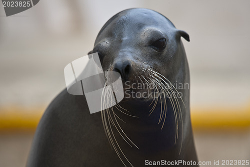 Image of Seal is ready for photo 