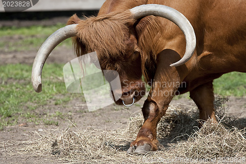 Image of Bull -Scottish Highland