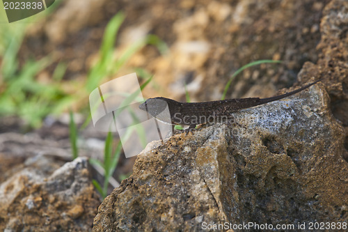 Image of Lizard