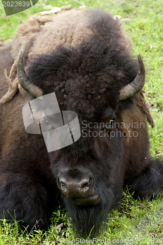 Image of Bison