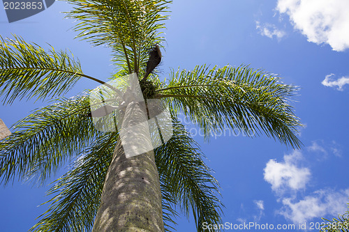 Image of palm tree 