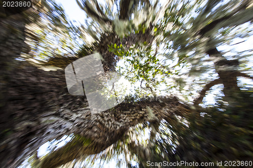 Image of Mysterious Spanish Moss