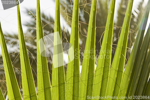 Image of Texture of palm leaves in natural light