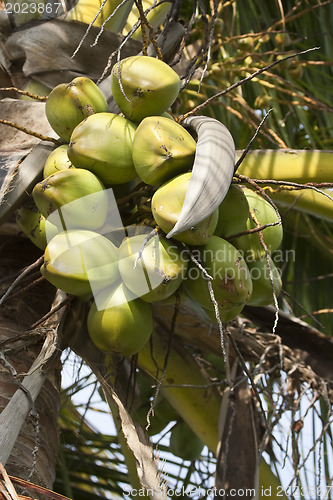 Image of Coconut tree