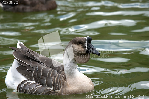 Image of Goose