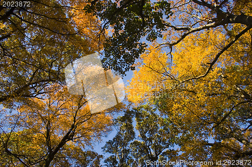 Image of Autumn park