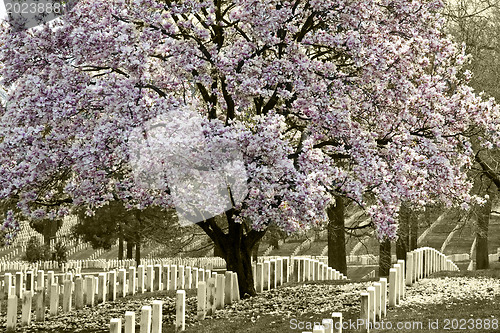 Image of Arlington Natoinal Cemetery. Cherri blossom.
