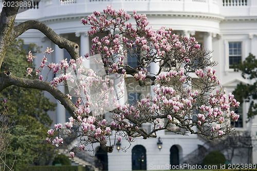 Image of Magnolia blossom tree in front of White House