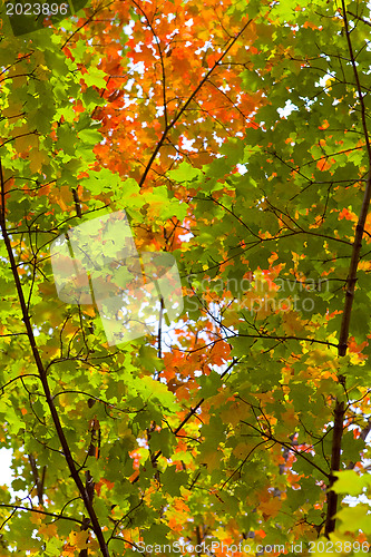 Image of Autumn park