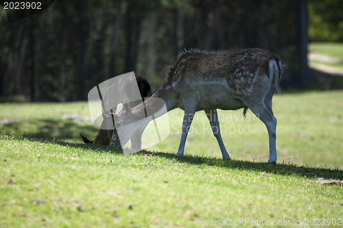 Image of Fallow deer on a green field