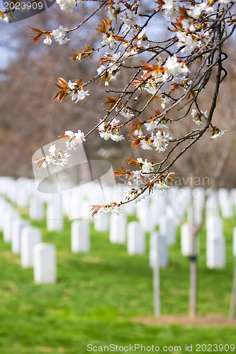 Image of Cherry blossom at Arlington cemetere 