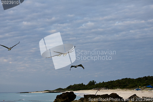 Image of Pelicans looking for their pray