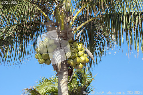 Image of Coconuts on palm-tree