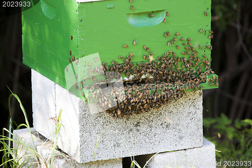 Image of Bees and Bee Hive