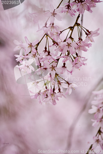 Image of A beautiful flowering tree