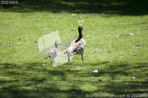 Image of Caring mother-goose is walking her baby