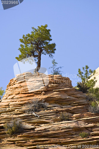 Image of Zion National Park